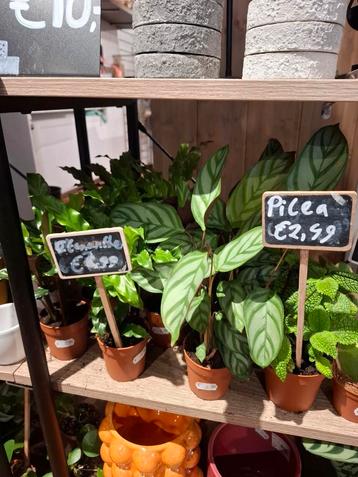 Ctenanthe/Calathea (divers) beschikbaar voor biedingen
