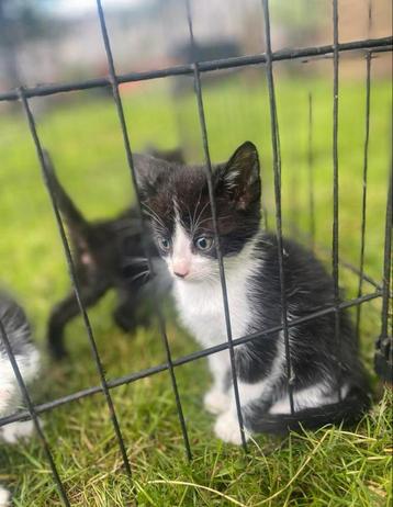 Mooie katers beschikbaar voor biedingen