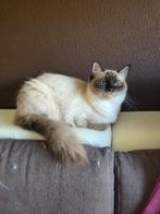 Uitzetgezin/gastgezin gezocht voor 2 knappe Ragdoll poezen, Poes, Gechipt, 0 tot 2 jaar