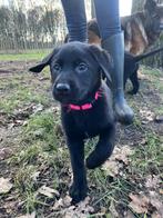 Teefje 8 weken oud Labrador x Oud Duitse herdershond, Dieren en Toebehoren, Honden | Retrievers, Spaniëls en Waterhonden, 8 tot 15 weken