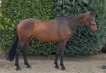 ‼️Gave merrie van Johnson x Apache‼️ beschikbaar voor biedingen