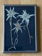 Antiek zilverkleur schilderijtje 3 gedroogde Edelweiss bloem, Antiek en Kunst, Ophalen of Verzenden
