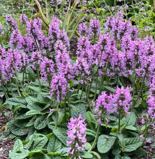 Stachys Andoorn Ukkie bodembedekker vlinders vaste plant, Tuin en Terras, Planten | Tuinplanten, Vaste plant, Bodembedekkers, Halfschaduw