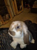 Franse hangoren, Mannelijk, Groot, Hangoor