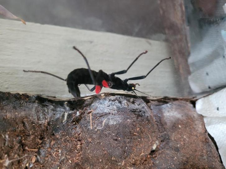 Psg270 black beauty wandelende takken, Dieren en Toebehoren, Insecten en Spinnen, Wandelende tak