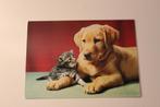 Katten Postkaart - Labrador Pup en grijs Kitten, France 1967, Gelopen, 1960 tot 1980, Verzenden, Hond of Kat