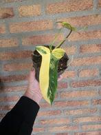 Philodendron Florida Beauty Variegata, Huis en Inrichting, Kamerplanten, Ophalen of Verzenden, Halfschaduw, Minder dan 100 cm