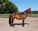 Te koop 6-jarige merrie, Dieren en Toebehoren, Paarden, Zadelmak, 3 tot 6 jaar, Merrie, Gechipt
