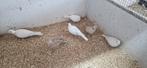 Tortel duiven bont wit ivoor en isabel, Dieren en Toebehoren, Vogels | Overige Vogels, Meerdere dieren