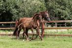 Merrie veulen uit Elite merrie (Odin x Vivaldi), Dieren en Toebehoren, Paarden, Merrie, Niet van toepassing, Dressuurpaard, 0 tot 2 jaar