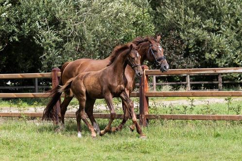 Merrie veulen uit Elite merrie (Odin x Vivaldi), Dieren en Toebehoren, Paarden, Merrie, Niet van toepassing, 0 tot 2 jaar, Dressuurpaard