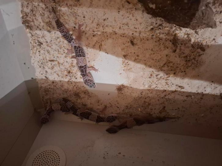 1.3 Eublepharis fuscus