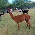 Te koop  of ruilen alpaca hengst, Juni, Mannelijk