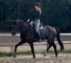 Bloedmooie zwarte ruin 4 jaar, Dieren en Toebehoren, Paarden, B, Gechipt, Ruin, Dressuurpaard