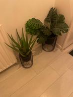 Kunststof planten met bak, Ophalen, Zo goed als nieuw, Binnen