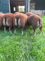 Luxe dassenkop ram en ooilammeren, Meerdere dieren, Schaap, 0 tot 2 jaar