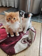kittens, alle drie zijn ze gereserveerd, Dieren en Toebehoren, Katten en Kittens | Raskatten | Korthaar, Kater, Ontwormd, 0 tot 2 jaar