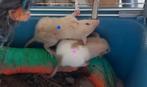 Dumbo/rex ratjes!, Meerdere dieren, Rat, Na 1 juli 2024, Tam