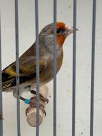 Putter x harlekijn kanarie, Mannelijk, Wildzangvogel, Geringd