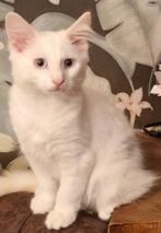 Noorse Boskat poesje zoekt personeel, Poes, Ontwormd, 0 tot 2 jaar