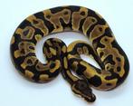 0.1 Leopard 100% het Albino en Clown, Slang