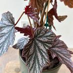 Begonia Pink Minx - Kamerplant met roze, Huis en Inrichting, Kamerplanten, Ophalen, Halfschaduw, Minder dan 100 cm