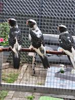 Bonte penanten rosella, Dieren en Toebehoren, Vogels | Parkieten en Papegaaien, Meerdere dieren, Parkiet, Geringd