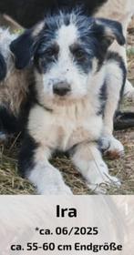 Leuke pups ter adoptie, Dieren en Toebehoren, Honden | Niet-rashonden, Particulier, Rabiës (hondsdolheid), 15 weken tot 1 jaar