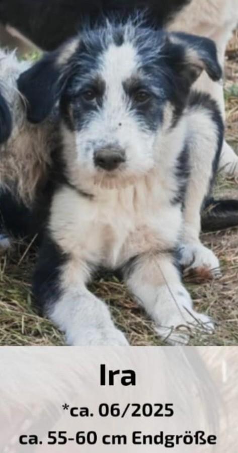 Leuke pups ter adoptie, Dieren en Toebehoren, Honden | Niet-rashonden, Klein, Meerdere dieren, Particulier, Meerdere, Buitenland