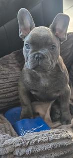 Franse bulldog pup reutje, Dieren en Toebehoren, Honden | Bulldogs, Pinschers en Molossers, Parvo, 8 tot 15 weken, Bulldog, Meerdere