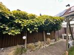 4 bolcatalpas te koop, Tuin en Terras, Planten | Bomen, Ophalen, Volle zon, Overige soorten
