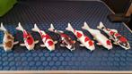 Koi, Karper of Koi