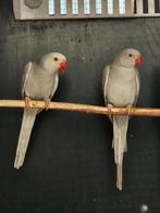 Halsbandparkiet Grijs butterkop man x Grijs cinnemon pop, Meerdere dieren, Parkiet, Geringd
