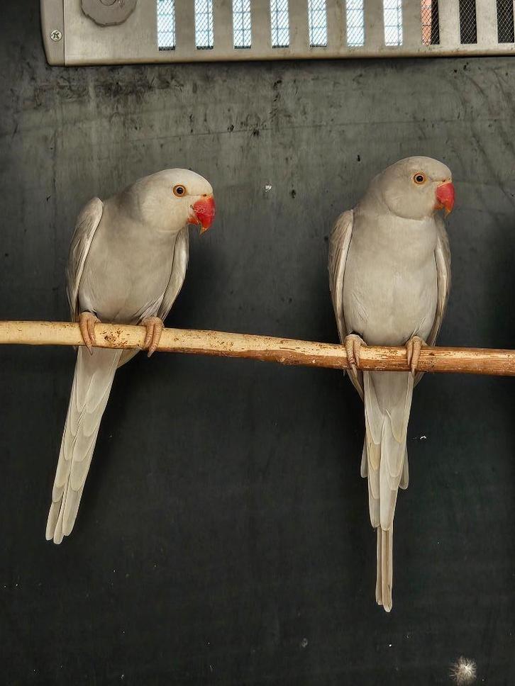 Halsbandparkiet Grijs butterkop man x Grijs cinnemon pop, Dieren en Toebehoren, Vogels | Parkieten en Papegaaien, Parkiet, Meerdere dieren