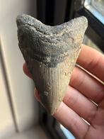 Megalodon haaientand fossiel 9.9 centimeter, Ophalen of Verzenden, Fossiel