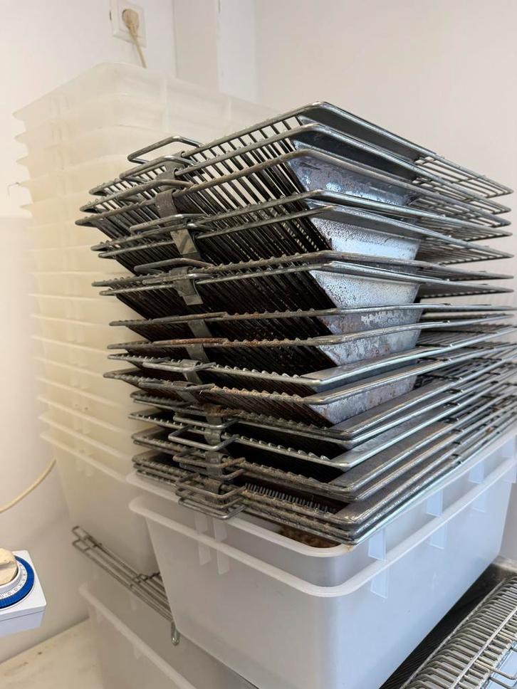 T3 T4 lap bakken, Dieren en Toebehoren, Knaagdieren, Geslacht onbekend, Muis, December, Tam