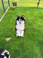 Pomsky F3 dekreu, Dieren en Toebehoren, Rabiës (hondsdolheid), Reu, 1 tot 2 jaar, Buitenland