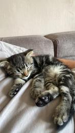 Een scottish fold kat 8 weken oud, Dieren en Toebehoren, Kater, 0 tot 2 jaar