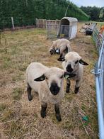 3 x Hampshire down ram lam/lammeren te koop, Dieren en Toebehoren, Schapen, Geiten en Varkens, Mannelijk, Schaap, 0 tot 2 jaar