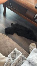 Boomer, Dieren en Toebehoren, Honden | Niet-rashonden, 15 weken tot 1 jaar, Eén hond, Nederland, Particulier