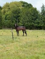 Weidegang aangeboden voor 1 paard het gehele seizoen, Dieren en Toebehoren, Stalling en Weidegang, Weidegang