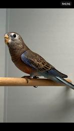 Bourke wildkleur man mei’25, Dieren en Toebehoren, Vogels | Parkieten en Papegaaien, Mannelijk, Parkiet, Geringd