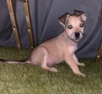 Mechelse herder x labrador pups LAASTE 3, Dieren en Toebehoren, 8 tot 15 weken, Meerdere dieren, Eén hond, Herder