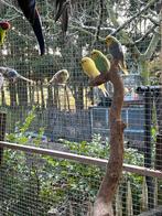 Verschillende koppels grasparkieten, Meerdere dieren, Parkiet