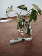 syngonium mojito, mottled, Huis en Inrichting, Kamerplanten, Overige soorten, Minder dan 100 cm, Ophalen of Verzenden, Halfschaduw