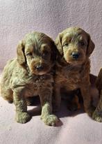 Australian labradoodle pups!!, Dieren en Toebehoren, Nederland, Overige rassen, Meerdere, Meerdere dieren