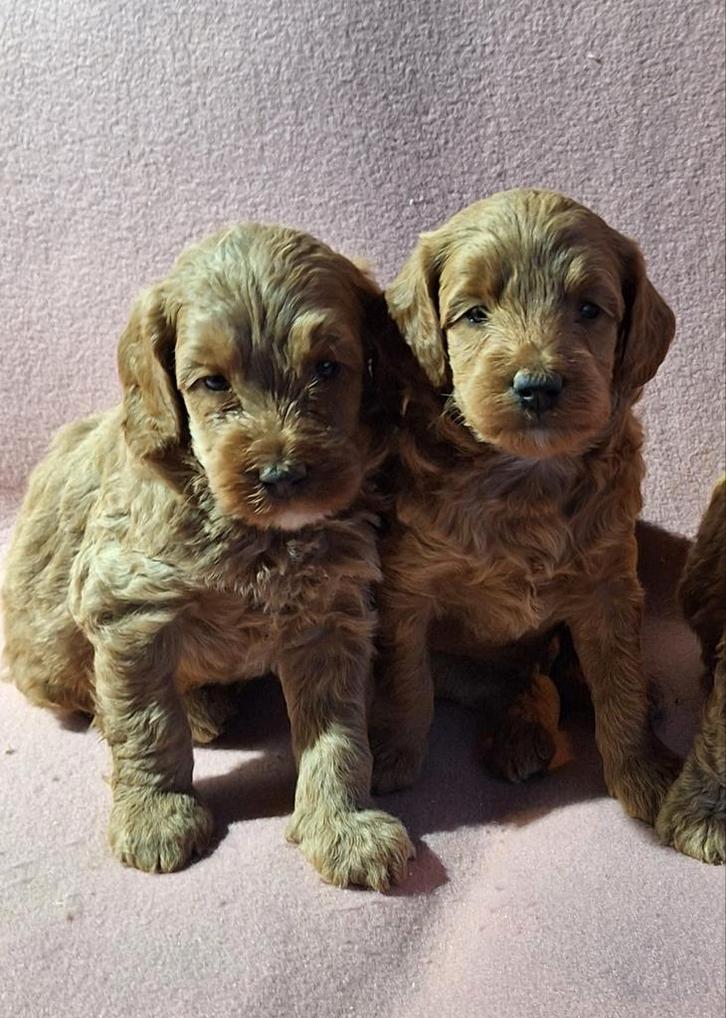 Australian labradoodle pups!!, Dieren en Toebehoren, Honden | Retrievers, Spaniëls en Waterhonden, Meerdere dieren, Overige rassen
