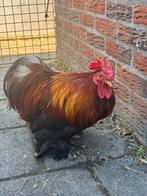 Cochin haan 1 jaar oud