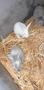 jonge rex konijnen groot 0653529208, Dieren en Toebehoren, Konijnen, Meerdere dieren, Groot