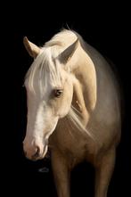 Unieke allround merrie met potentie, Dieren en Toebehoren, Merrie, Gechipt, Dressuurpaard, Zadelmak